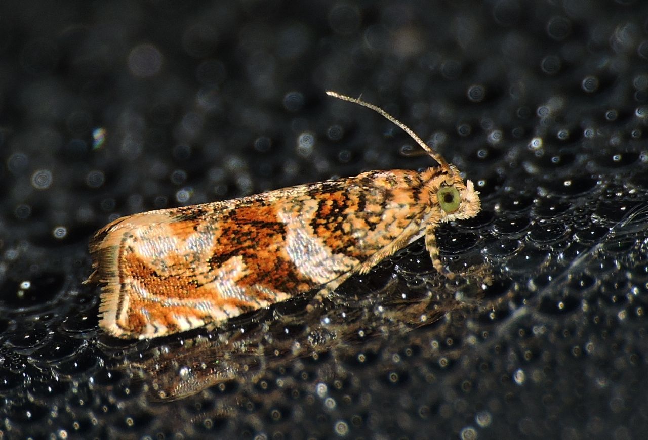 Incontro del fine settimana 2...  Celypha flavipalpana